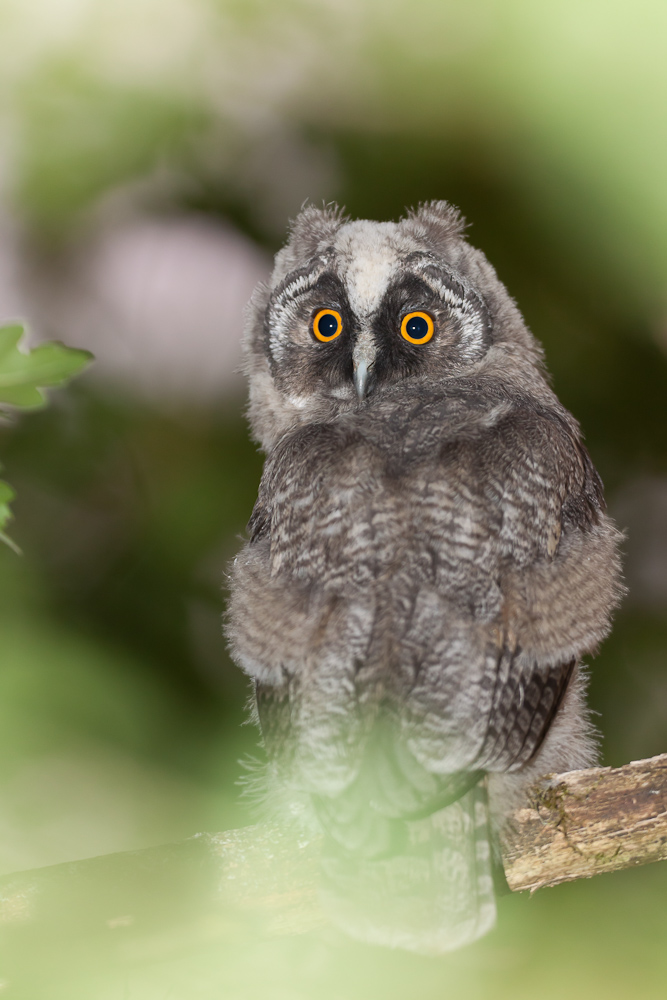 Jeune hibou moyen duc