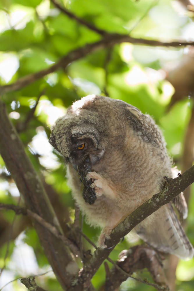 Jeune hibou moyen duc expulsant une pelote de réjection