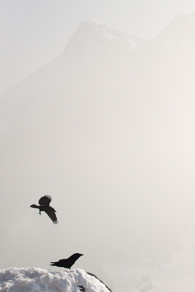 Grand corbeau face au Colombier