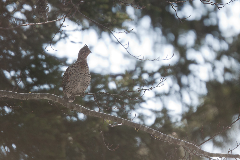 Gélinotte femelle posée dans un arbre