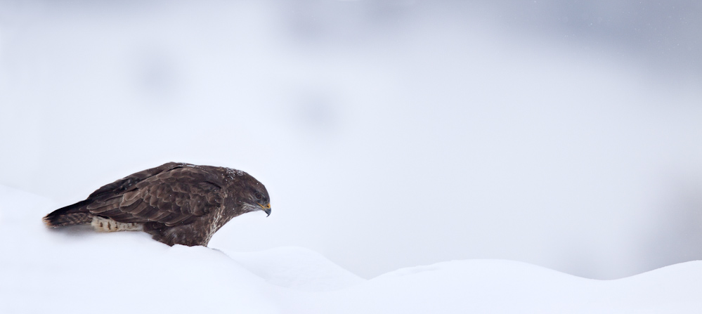 Buse variable en hiver