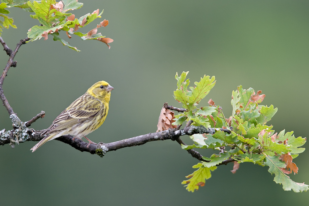 Le serin cini male