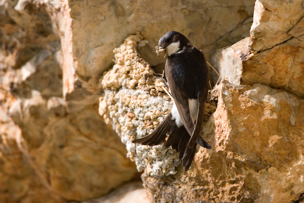 Hirondelle de fenetre construisant son nid