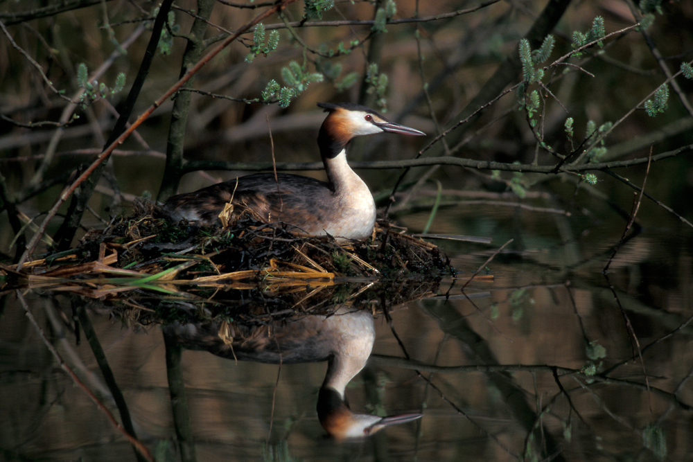 Grebe huppe