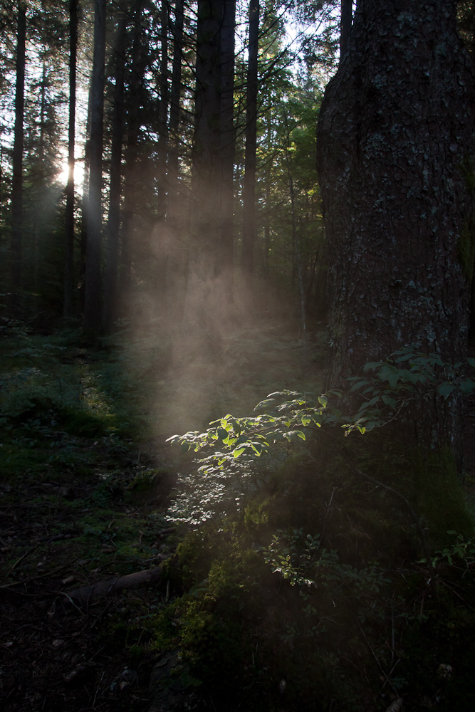 Quand le soleil perce la brume en sous bois