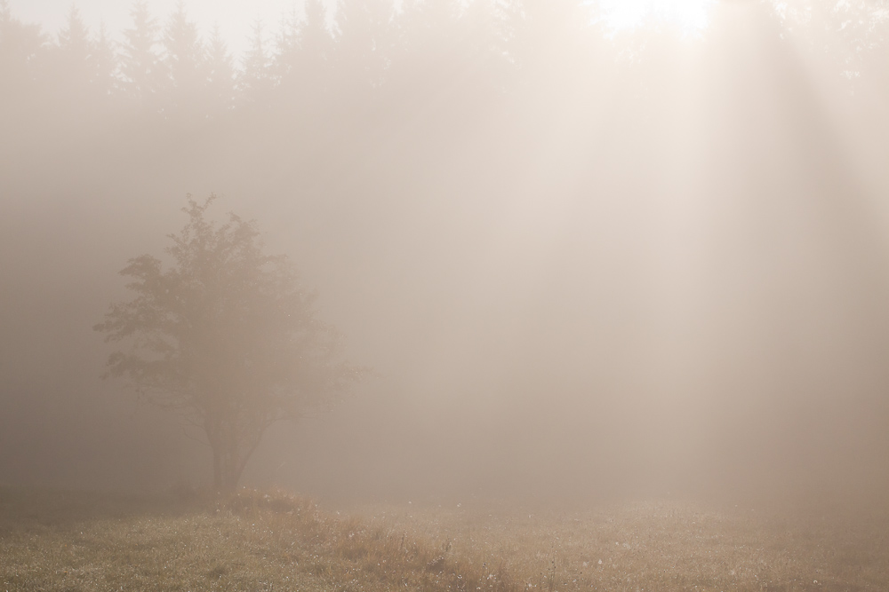 Arbuste dans la brume au lever du soleil