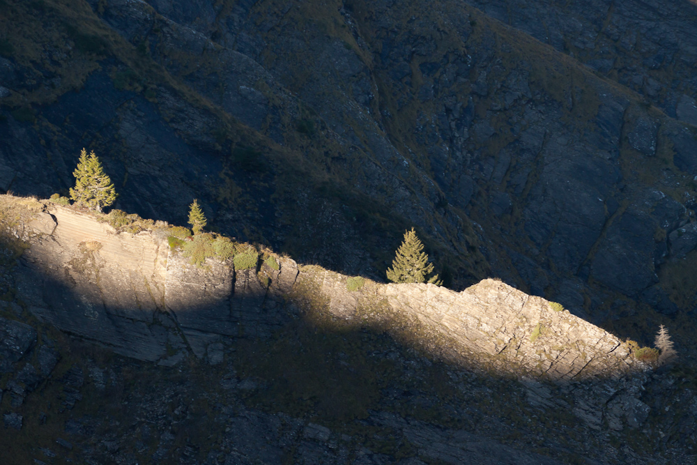 Arbres sur une crête éclairée