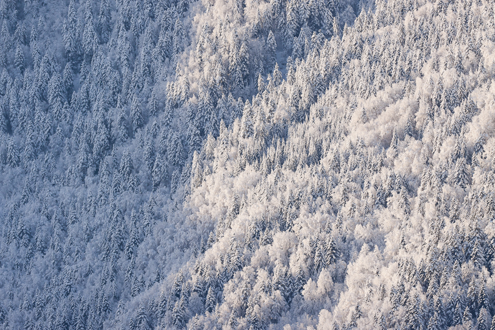 Forêt mixte enneigée