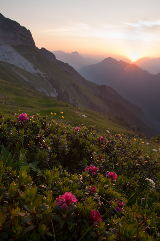 Rhododendrons au lever du soleil