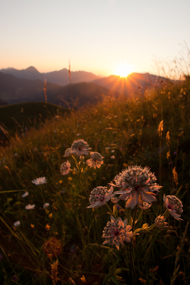 Lever de soleil dans les prairies d'altitude