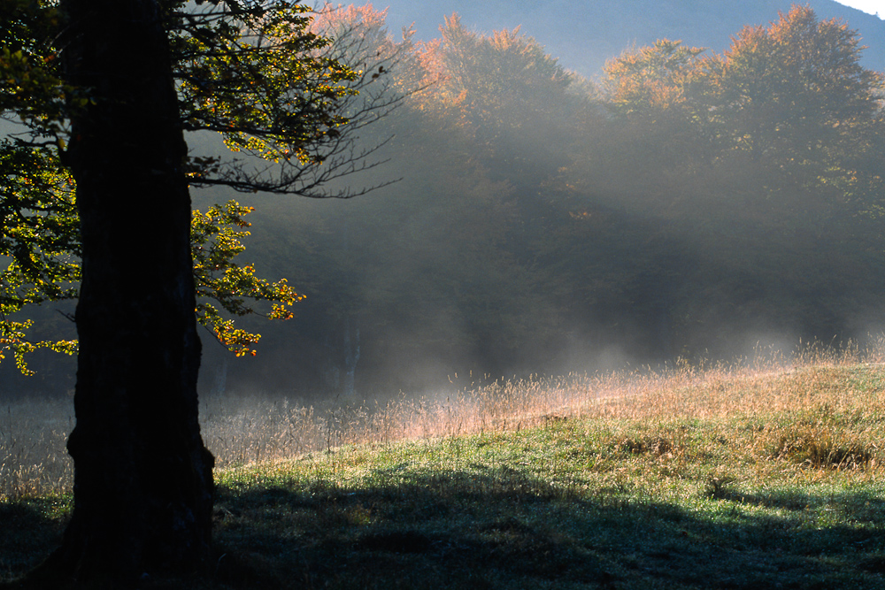 Hetre en clairiere