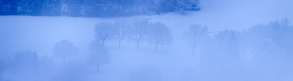 Bocage enneigé émergeant de la brume matinale