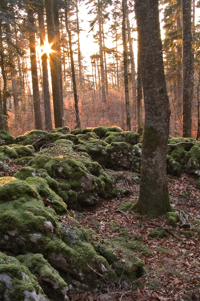 Foret en automne