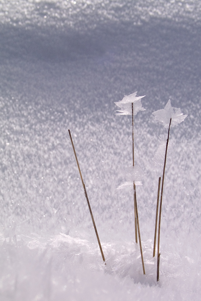 Fleur de givre