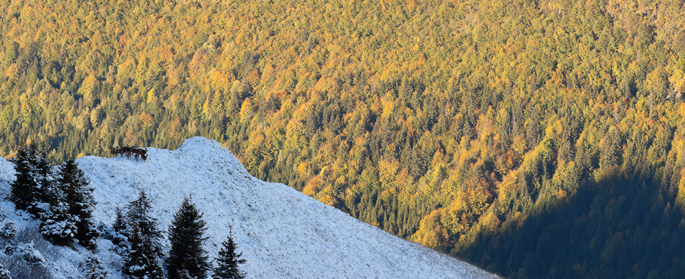 Groupe de mouflons sur la crête