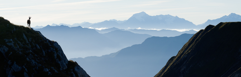 Chamois sur la crête au sommet du Pécloz