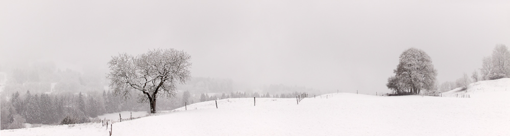 Prés après la neige