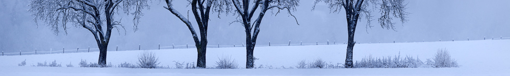 Rangée d'arbres après une chute de neige