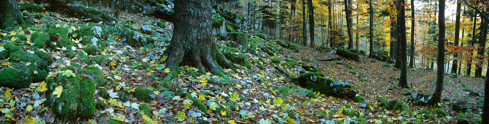 Forêt en automne