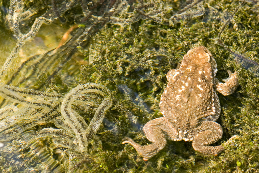 Crapaud commun et chapelets de ponte